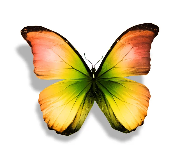 Yellow butterfly — Stock Photo, Image