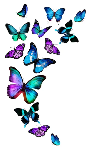 Verschiedene Schmetterlinge — Stockfoto