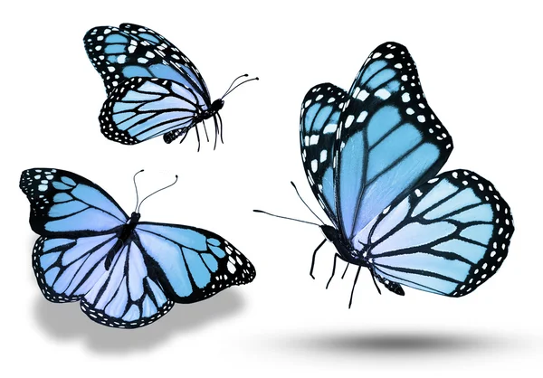 Three blue butterflies — Stock Photo, Image