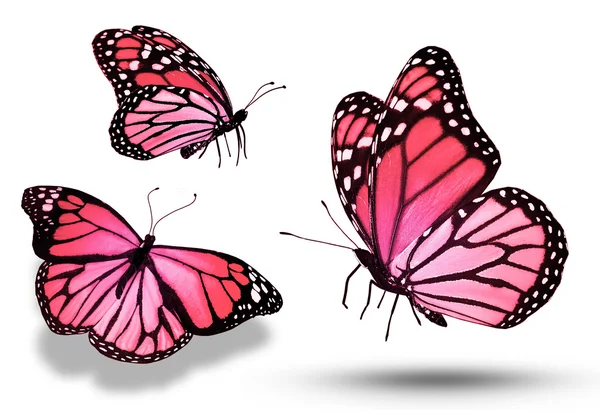 Red butterflies — Stock Photo, Image