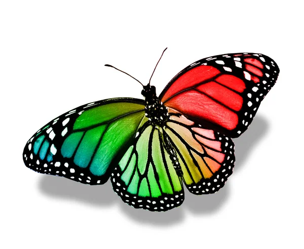 Colorful butterfly — Stock Photo, Image