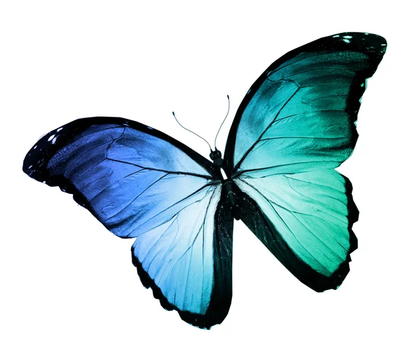 Morpho bunter Schmetterling — Stockfoto