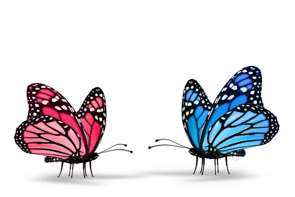 Kupu-kupu merah muda dan biru — Stok Foto