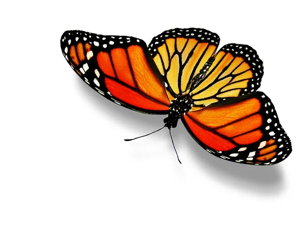 Orangenschmetterling — Stockfoto