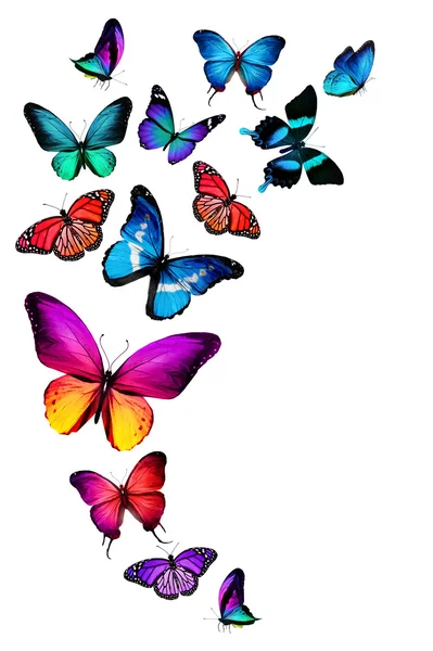 Many different butterflies — Stock Photo, Image