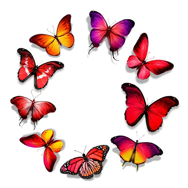 Sok különböző pillangók — Stock Fotó