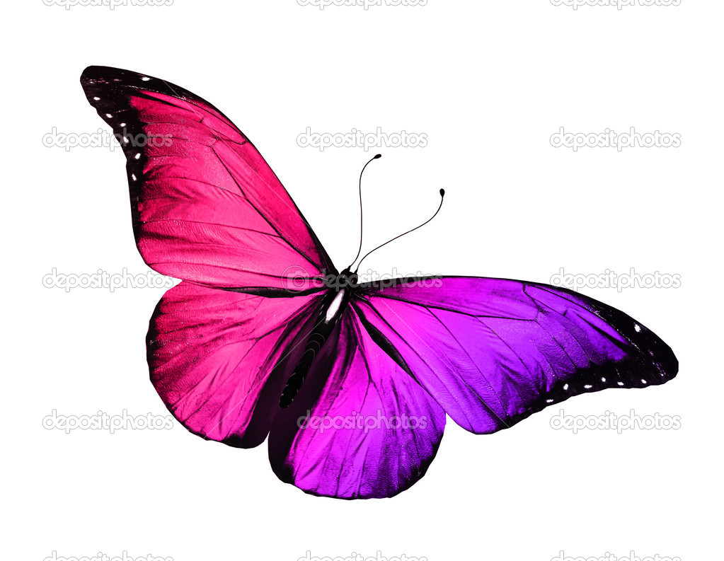 Red And Purple Butterfly Stock Photo C Sun Tiger 40911269