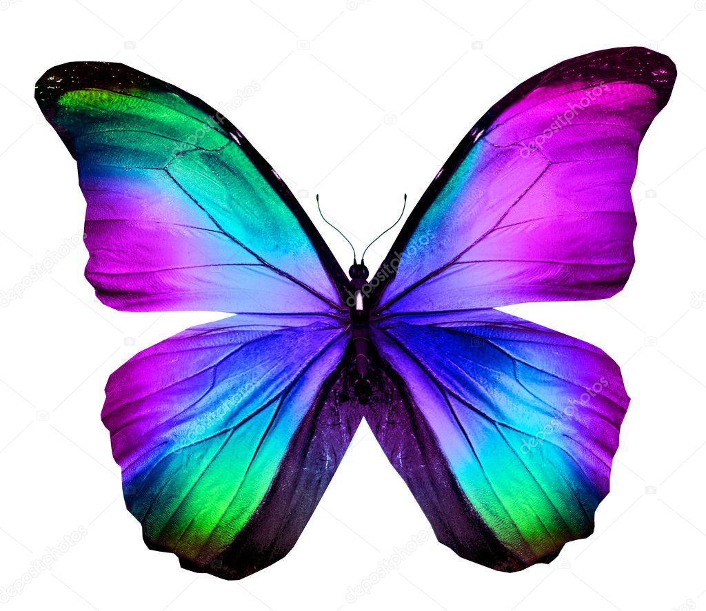 Colorful butterfly