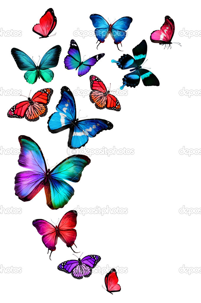 Many different butterflies