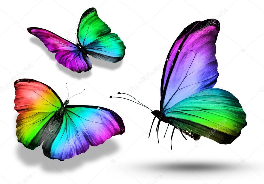 Three colorful butterflies