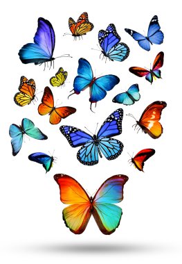 birçok farklı kelebekler