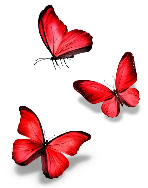 Tres mariposas rojas — Foto de Stock