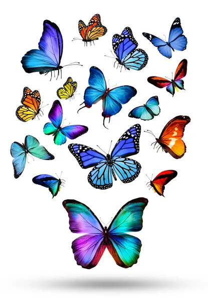 Many different butterflies — Stock Photo, Image