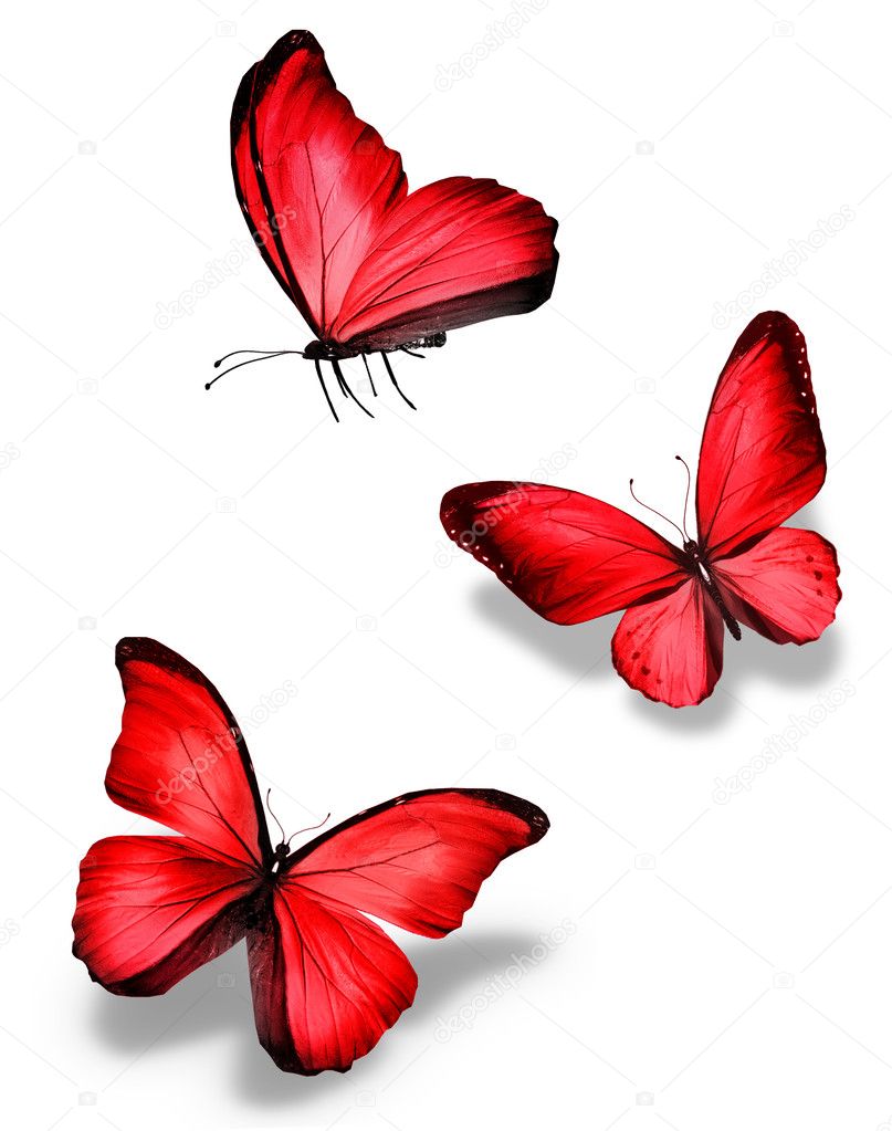 Featured image of post Mariposas Animadas Rojas