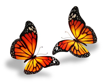 sarı-turuncu kelebek