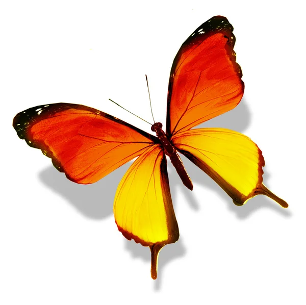 彩色蝴蝶 — 图库照片