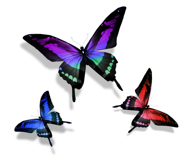 Mnoho různých motýlů — Stock fotografie