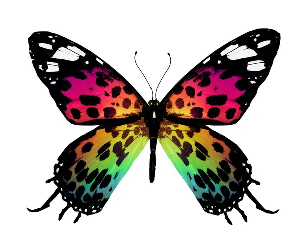 Color butterfly — Stock Photo, Image