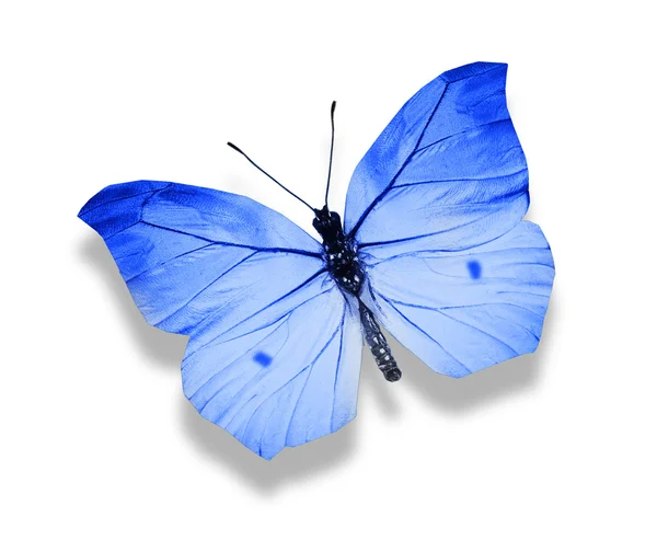 Blå sommerfugl – stockfoto