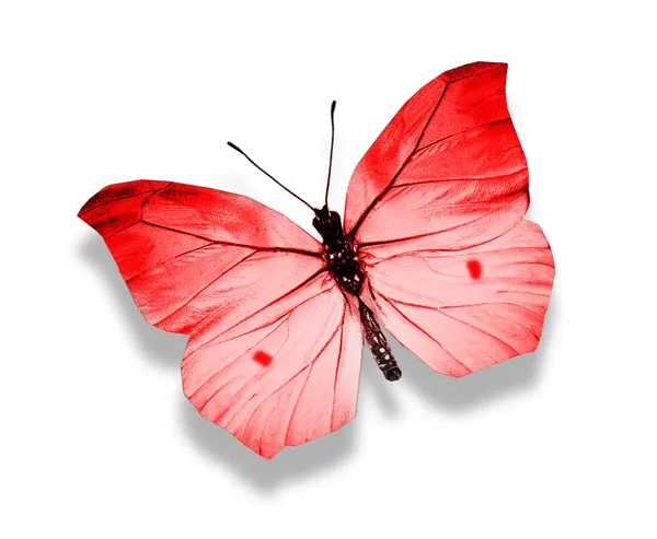 Piros pillangó — Stock Fotó
