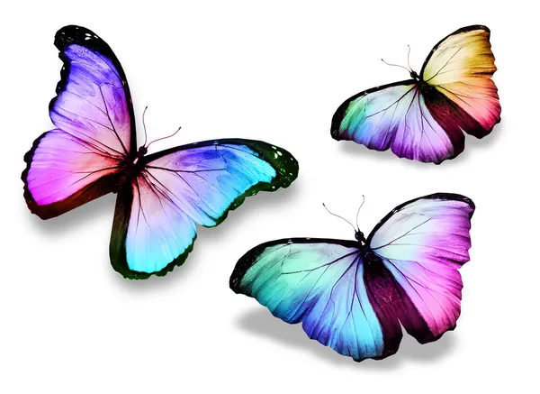 Three color butterflies"morpho", — Stock Photo, Image