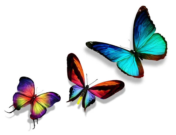 Tres mariposas de color "morpho ", — Foto de Stock