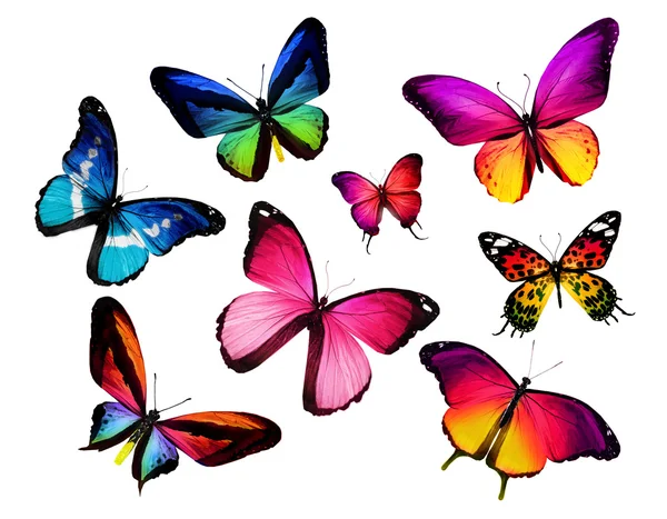 Muchas mariposas diferentes — Foto de Stock