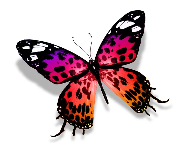 컬러 나비 — 스톡 사진