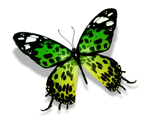 Kolor motyl — Zdjęcie stockowe