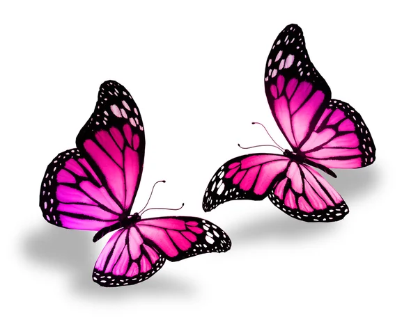 Duas borboletas rosa — Fotografia de Stock
