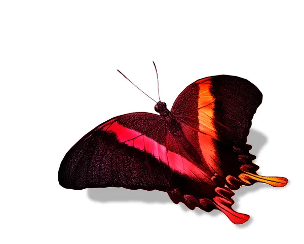 Color butterfly — Stock Photo, Image