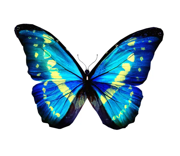 Blauwe Morpho turquoise vlinder — Stockfoto