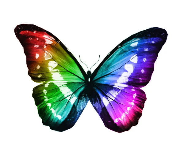 Колір метелик — стокове фото