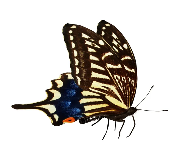 Color butterfly — Stock Photo, Image