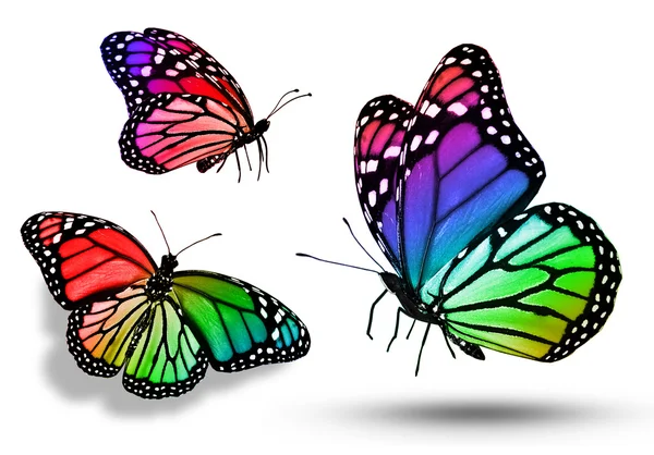 三种颜色的蝴蝶 — 图库照片