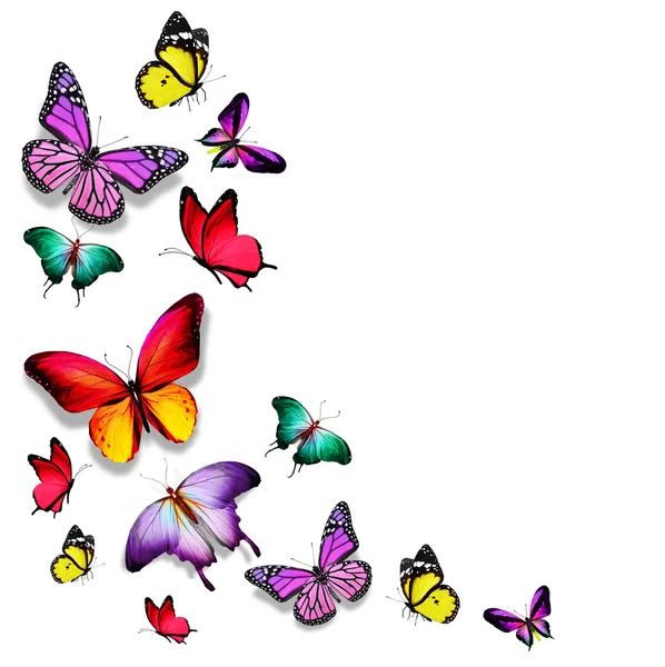 Muchas mariposas diferentes — Foto de Stock