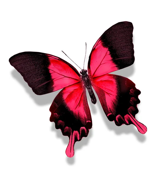 Mariposa roja — Foto de Stock