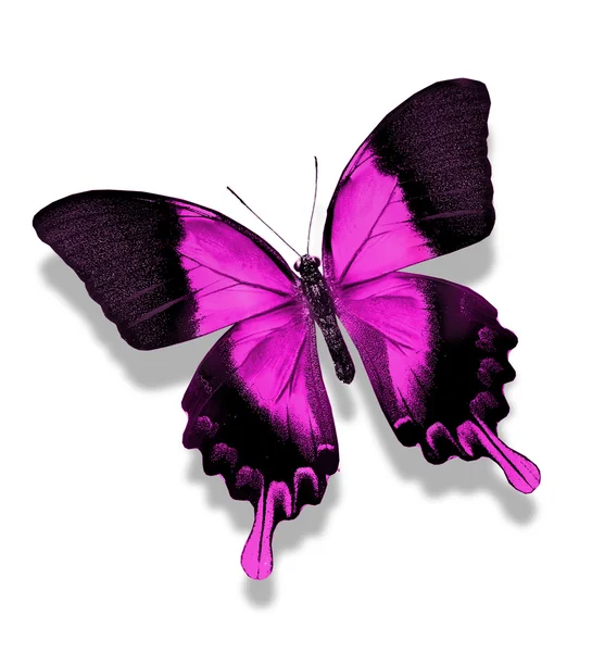 Mariposa violeta — Foto de Stock