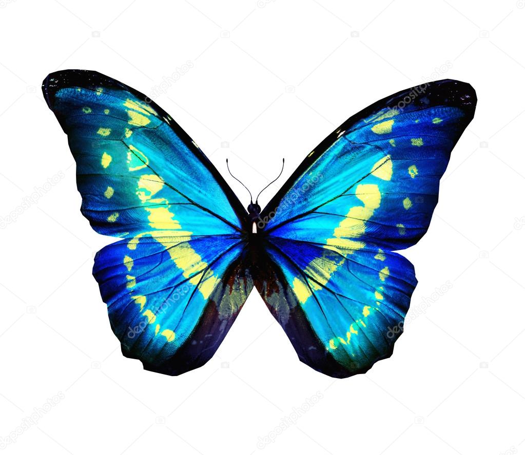 Morpho blue turquoise butterfly