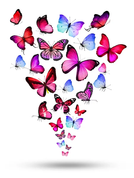 Много разных бабочек — стоковое фото
