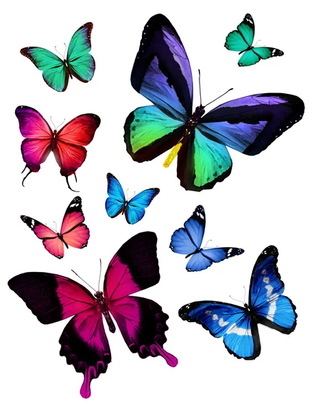 多くの異なった蝶 — ストック写真