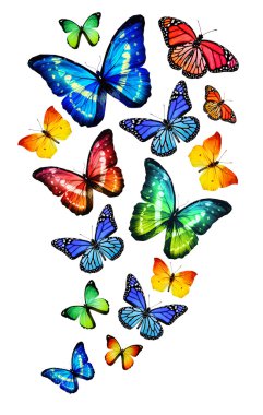 birçok farklı kelebekler