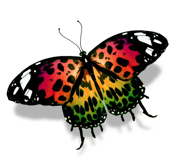 Mariposa colorida — Foto de Stock