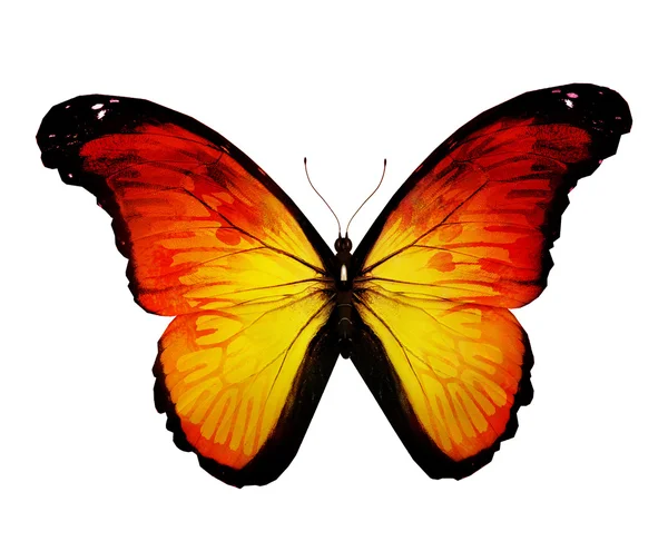 Żółty motyl — Zdjęcie stockowe