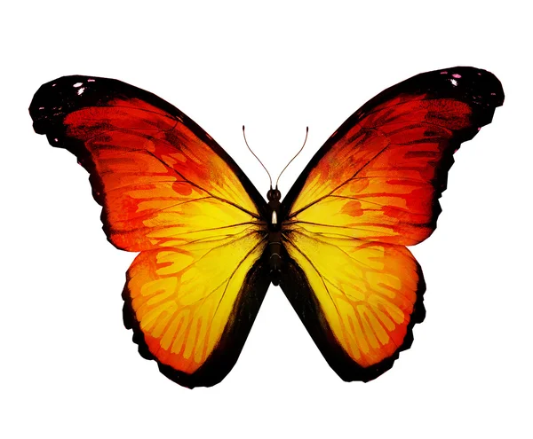 Yellow butterfly — Stock Photo, Image