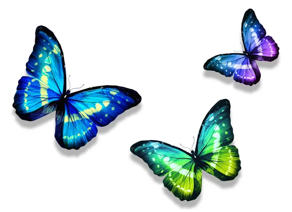 Three blue butterflies — Stock Photo, Image