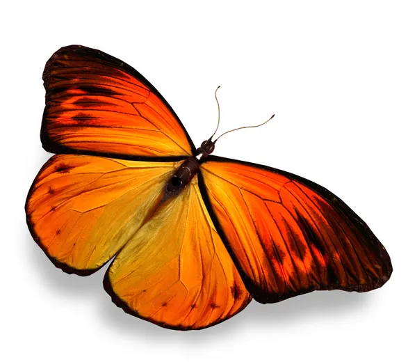 Yellow butterfly — Stock Photo, Image