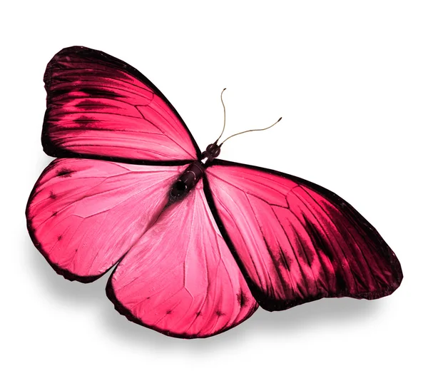 Borboleta rosa — Fotografia de Stock