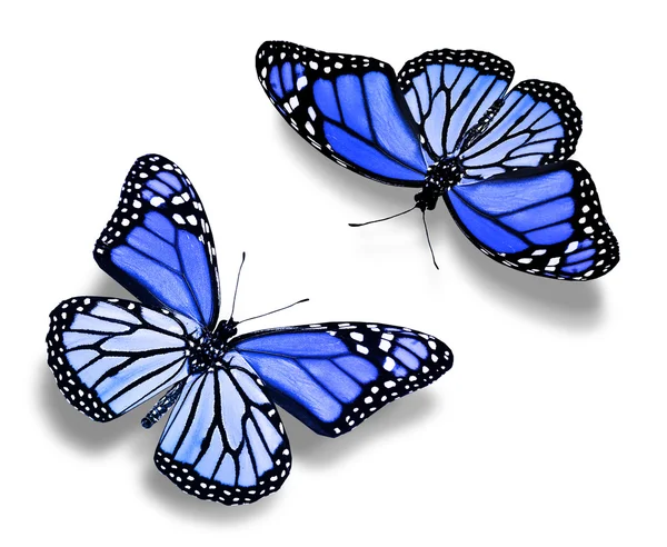 Две синие бабочки — стоковое фото