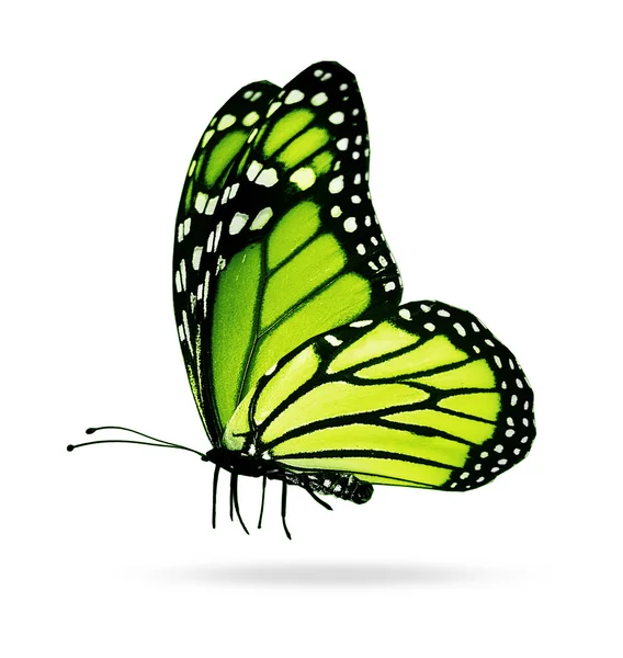 Yellowgreen butterfly, isolated on white background — Stock Photo
